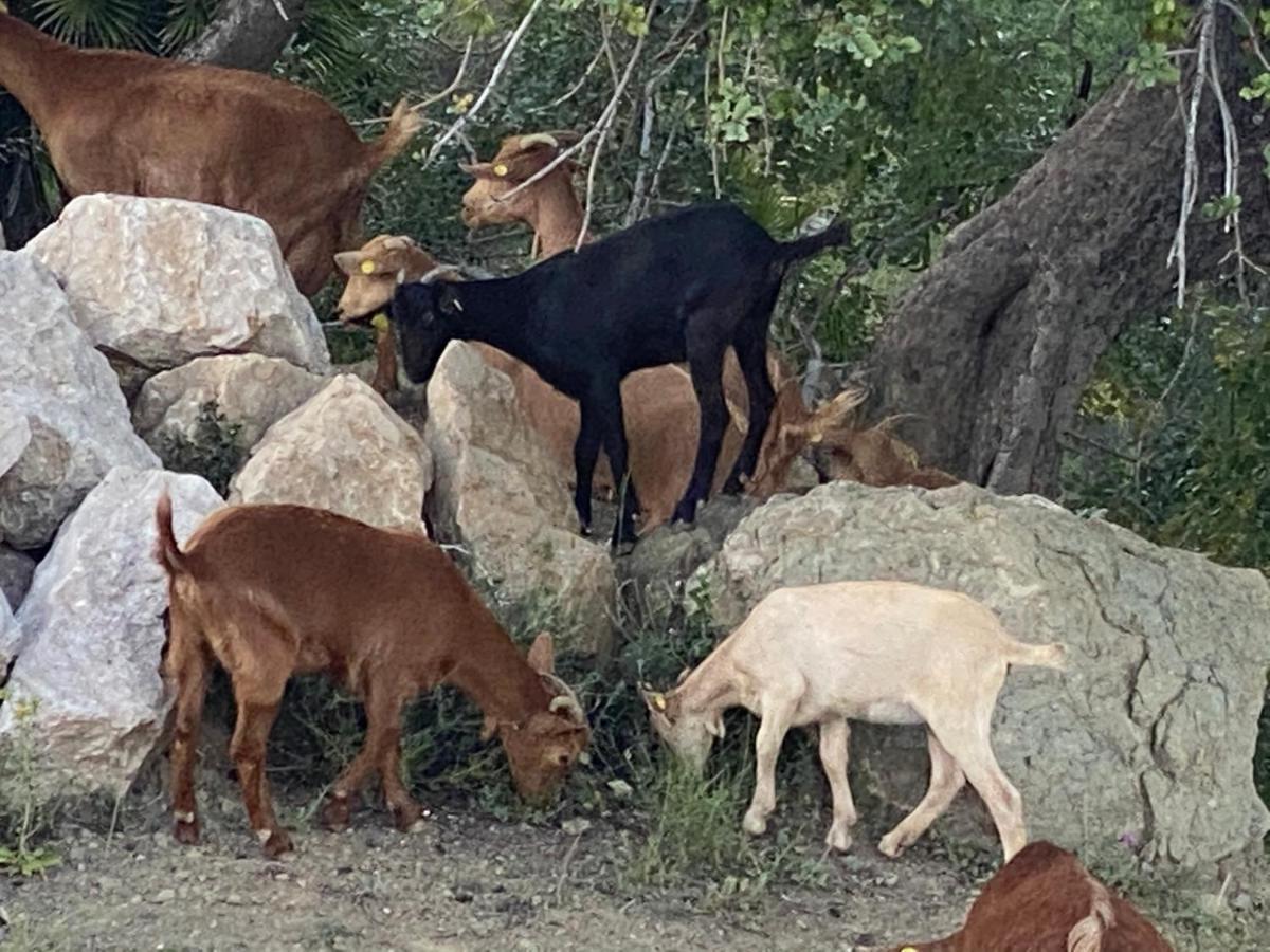 Cortijo Las Palmeras El Chorro Alora Ngoại thất bức ảnh